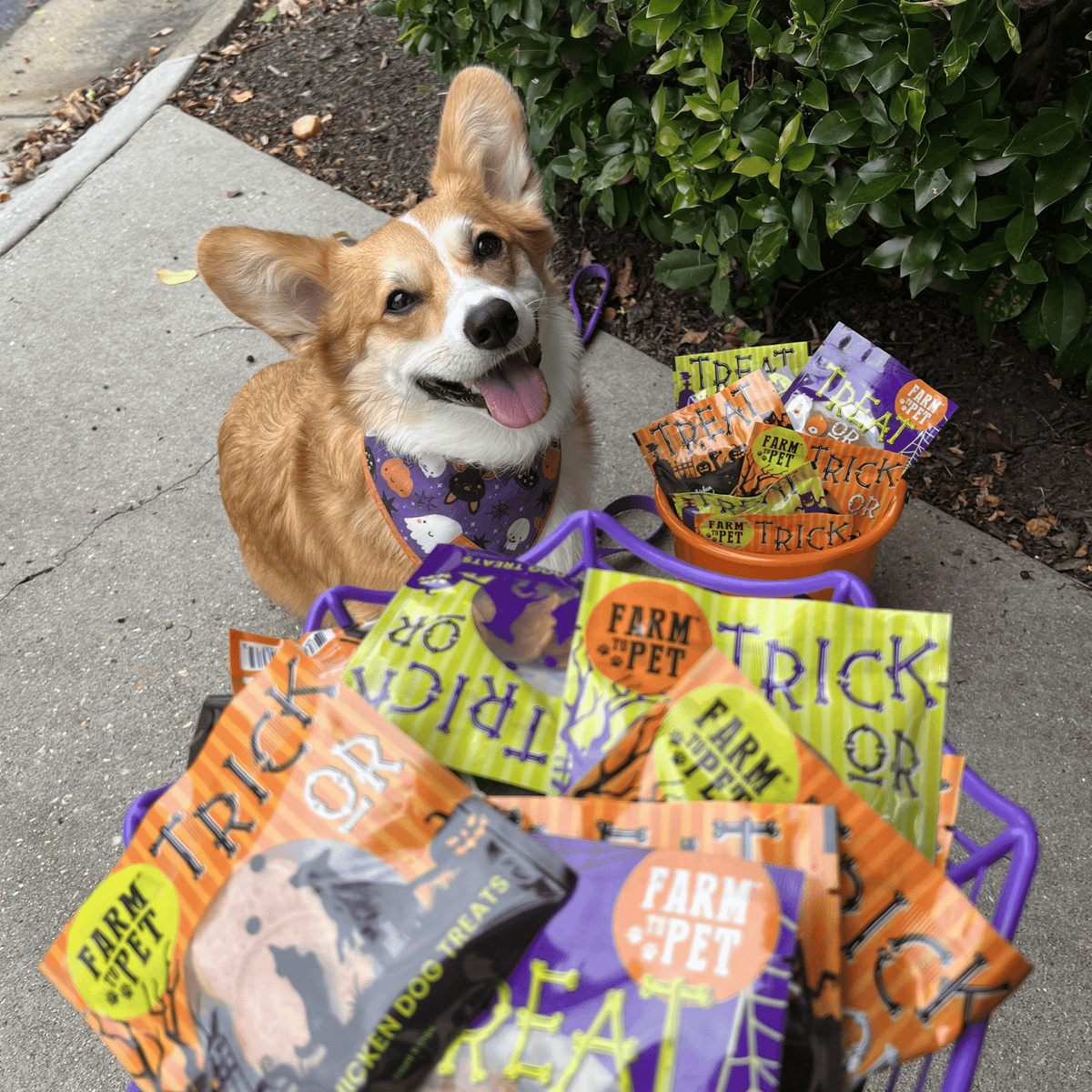 Halloween Dog Treat Snack Pack Bundle - My Home Sweet Home