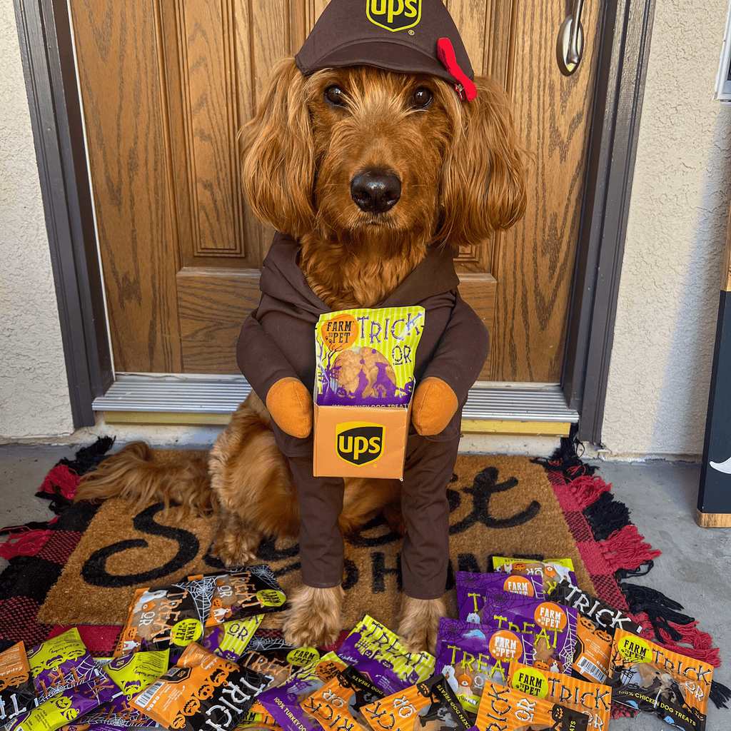 Halloween Dog Treat Snack Pack Bundle - My Home Sweet Home